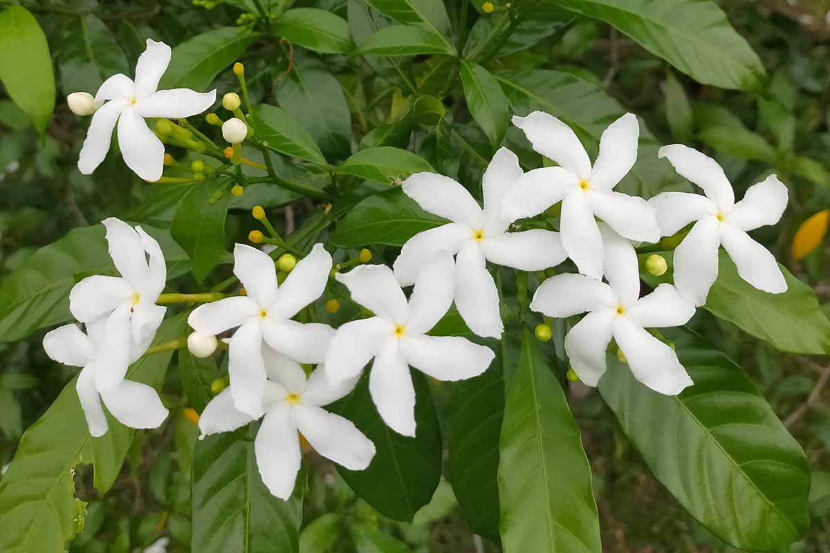 How to Plant and Grow Jasmine